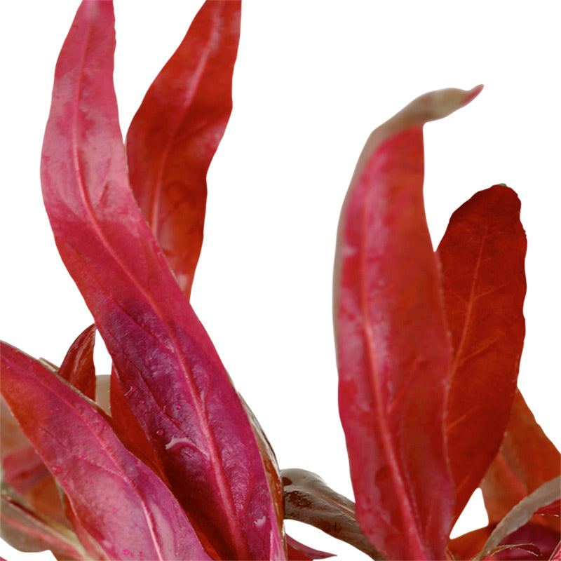 Alternanthera reineckii 'Pink' Nr.5 potte