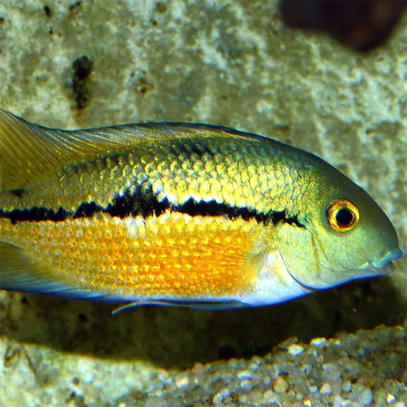 Pronovo Cichlid Granulatm 1000 ml