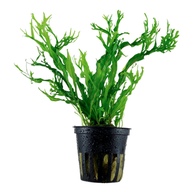 Microsorum pteropus Windeløv ca. 10-12 cm