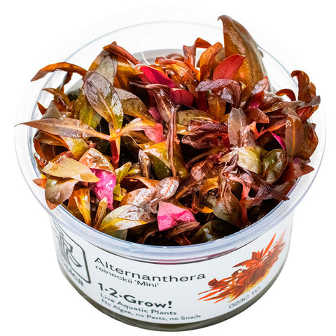 Alternanthera reineckii 'Mini' Nr.8 1-2-Grow!