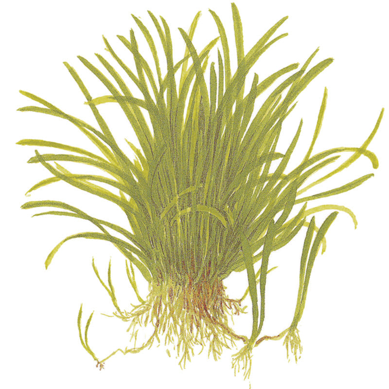 Lilaeopsis brasiliensis Nr.8 1-2-Grow!