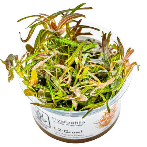Hygrophila lancea 'Araguaia' Nr.8 1-2-Grow!