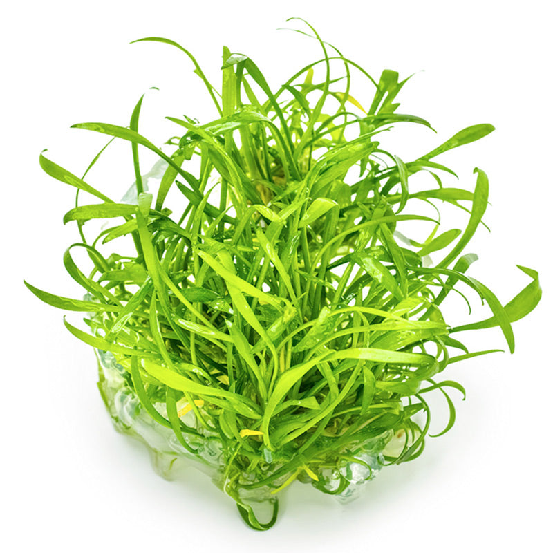 Cryptocoryne parva Nr.8 1-2 Grow! ca. 5-10 cm