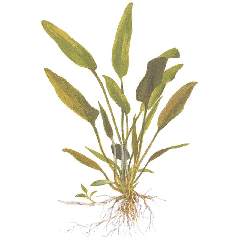 Cryptocoryne x willisii Nr.7 ca. 7-20 cm