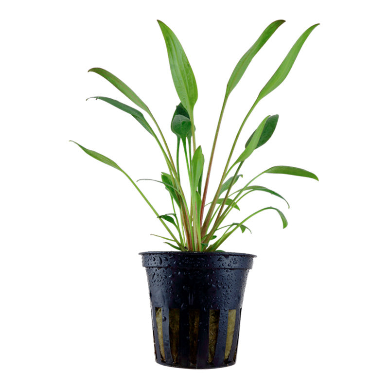 Cryptocoryne x willisii Nr.7 ca. 7-20 cm