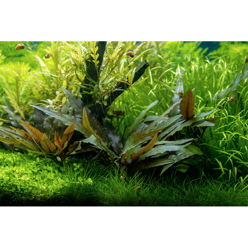 Cryptocoryne beckettii 'Petchii' Nr.10 ca. 8-10 cm på lavasten