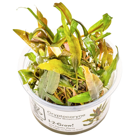 Cryptocoryne undulata 'Broad Leaf' Nr.8 1-2-Grow! ca. 15-30 cm